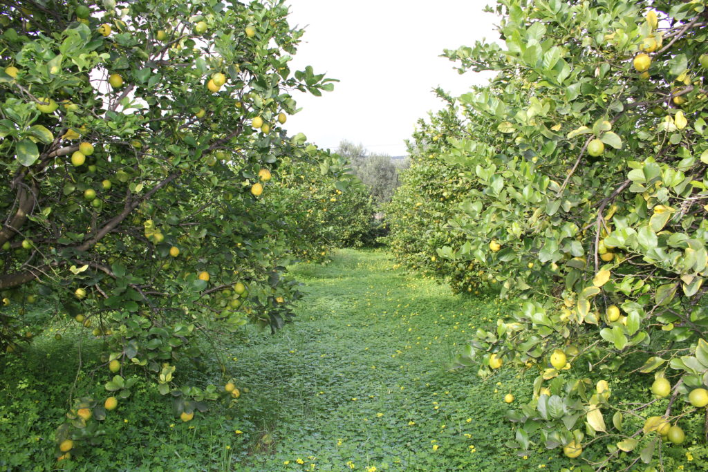 Azienda - I Giardini dell'Anapo, Azienda Agricola Biologica, Solarino (Sr)