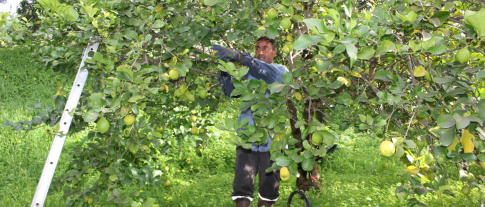 limoni, i giardini dell'anapo, azienda agricola biologica