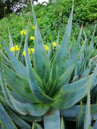 Agave